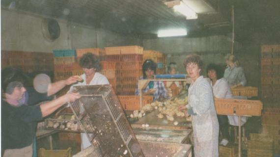 Wylęgarnia drobiu w Przegędzy, lata 90